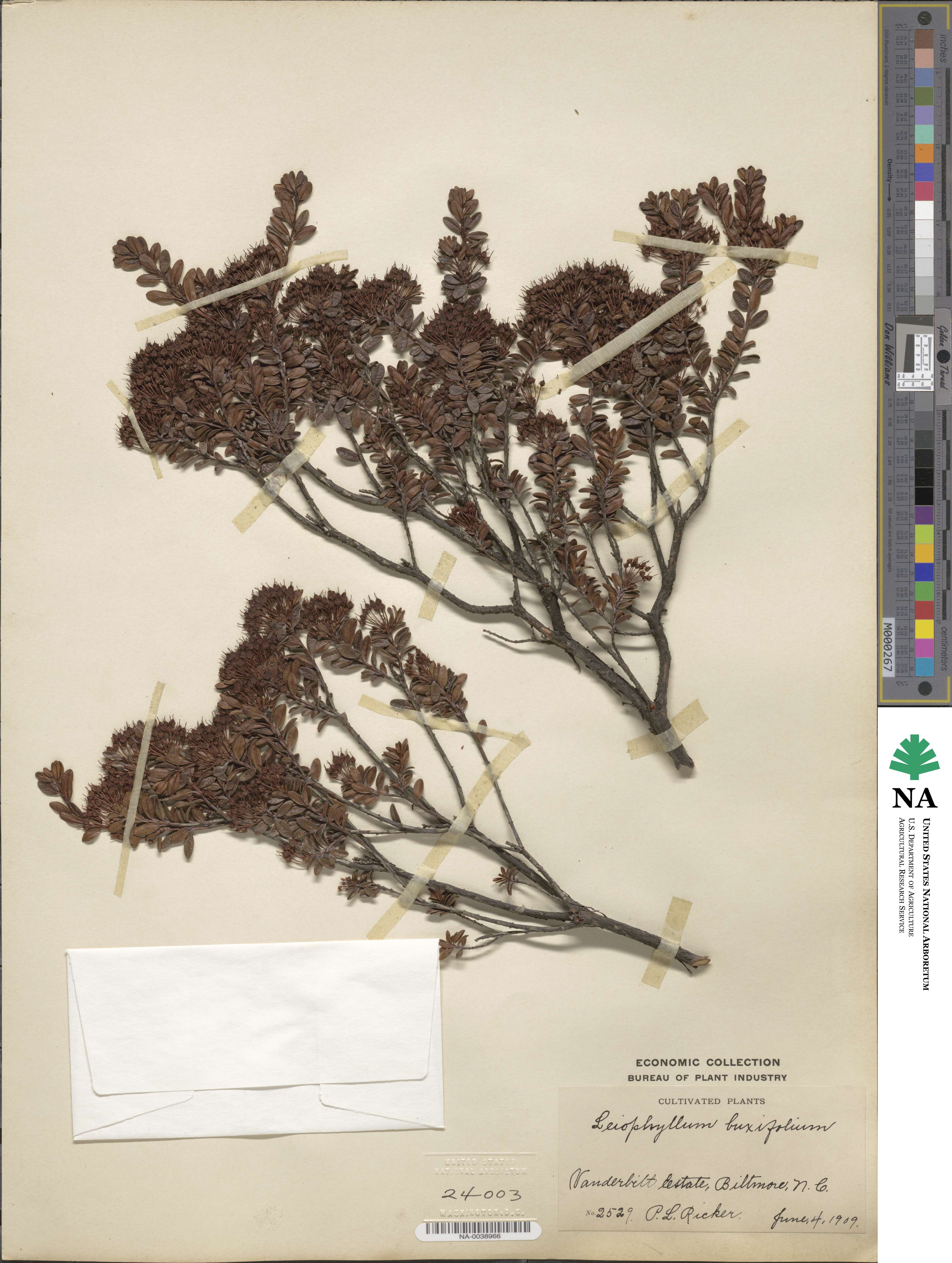 Kalmia buxifolia image
