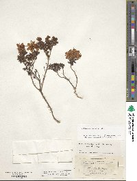 Rhodothamnus chamaecistus image