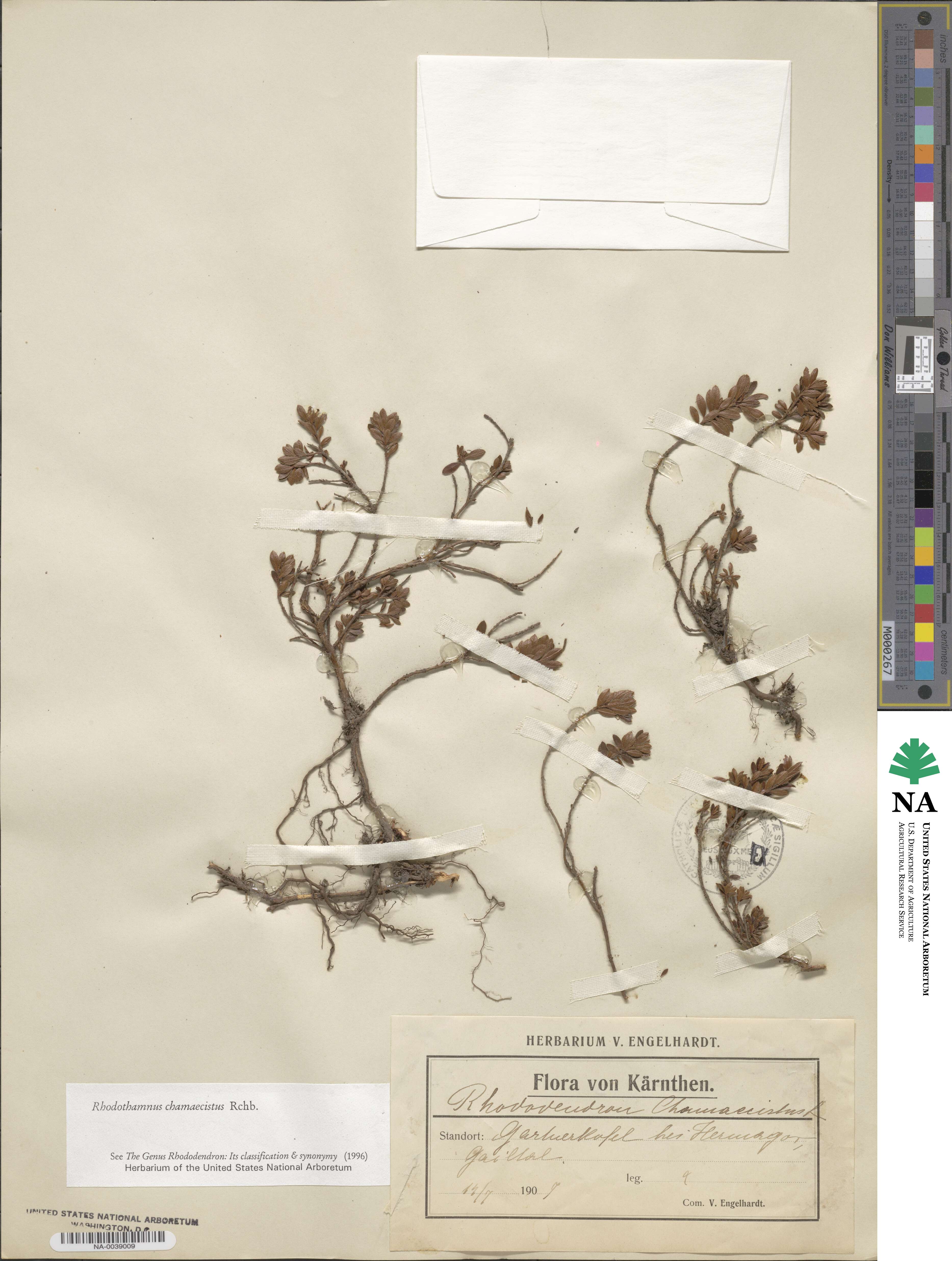 Rhodothamnus image