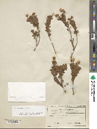 Rhodothamnus chamaecistus image