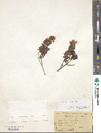 Rhodothamnus chamaecistus image