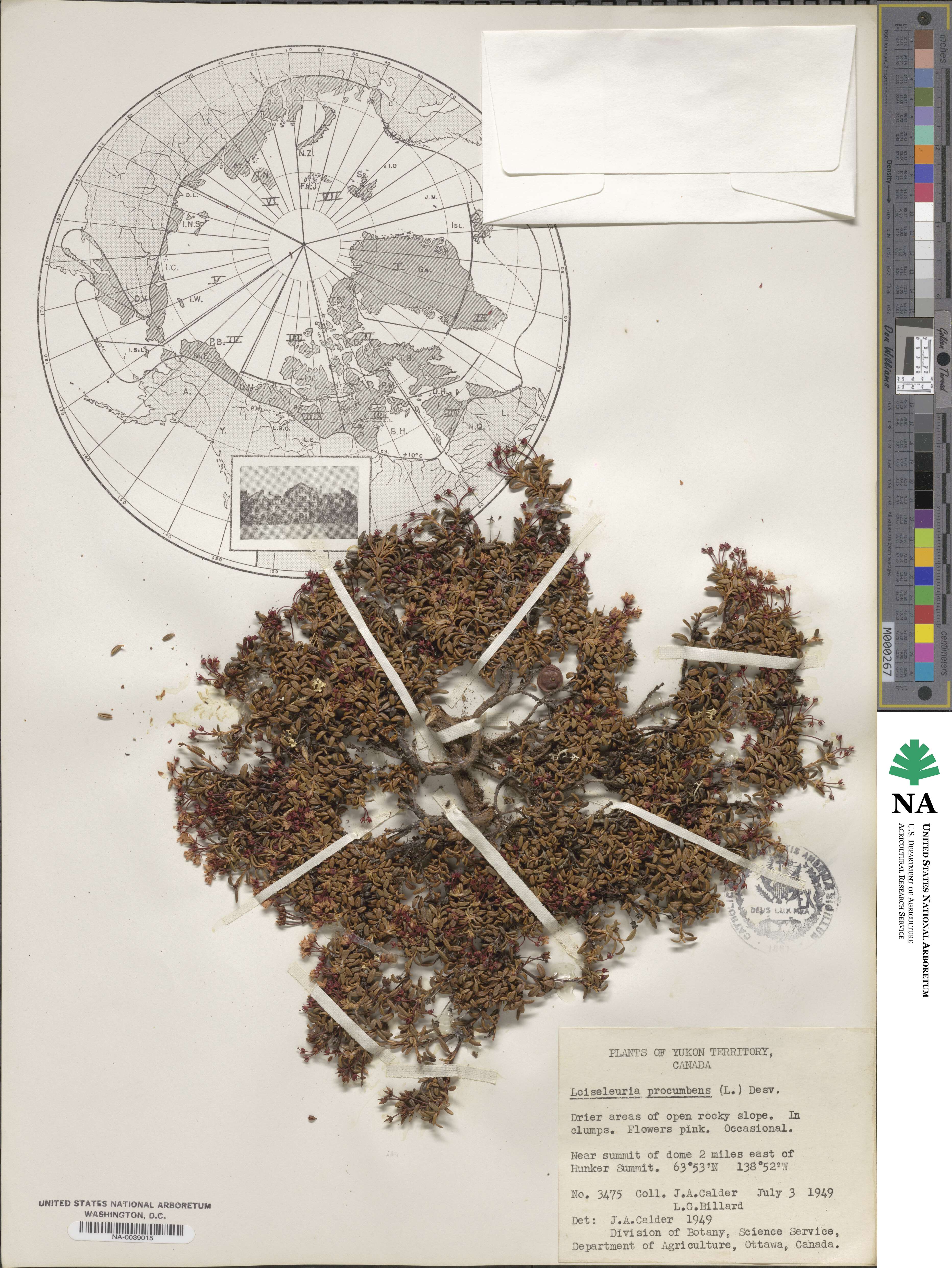 Kalmia procumbens image