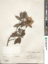 Kalmia latifolia image