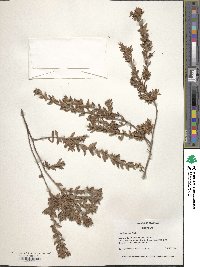 Kalmia hirsuta image