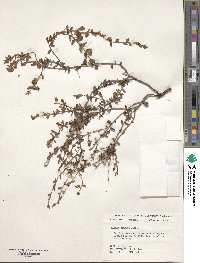 Kalmia hirsuta image