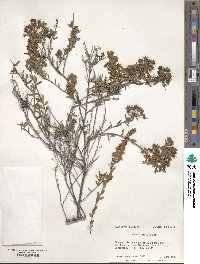 Kalmia hirsuta image