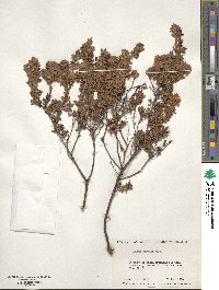 Kalmia hirsuta image