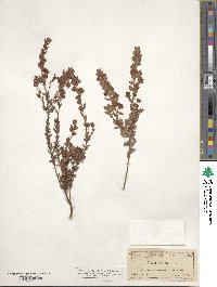 Kalmia hirsuta image