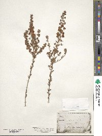 Kalmia hirsuta image