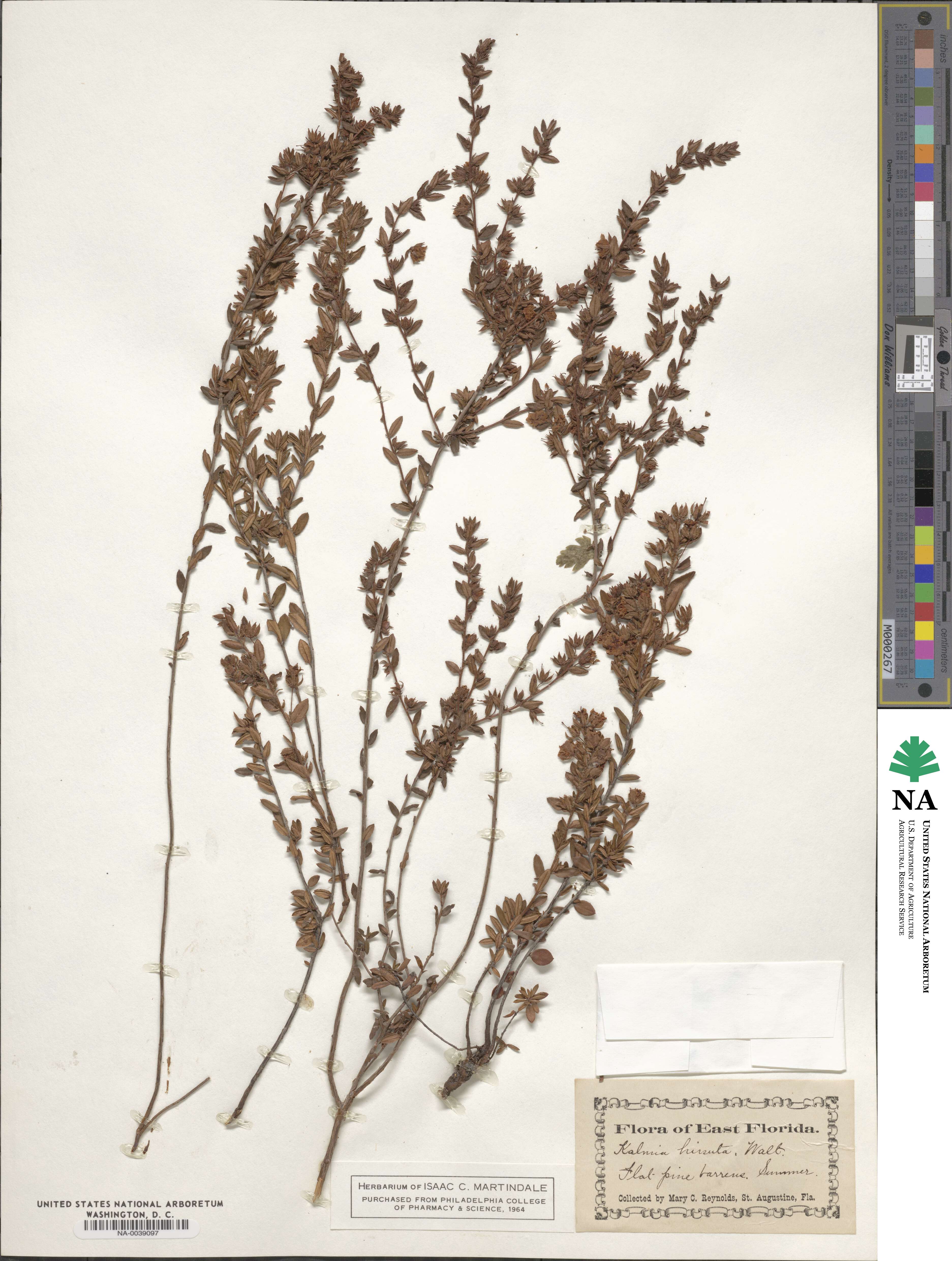 Kalmia hirsuta image