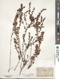 Kalmia hirsuta image
