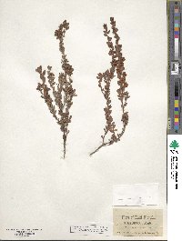 Kalmia hirsuta image