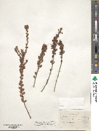 Kalmia hirsuta image
