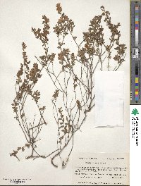 Kalmia hirsuta image