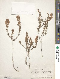 Kalmia hirsuta image