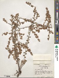 Kalmia hirsuta image