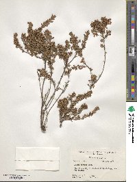 Kalmia hirsuta image