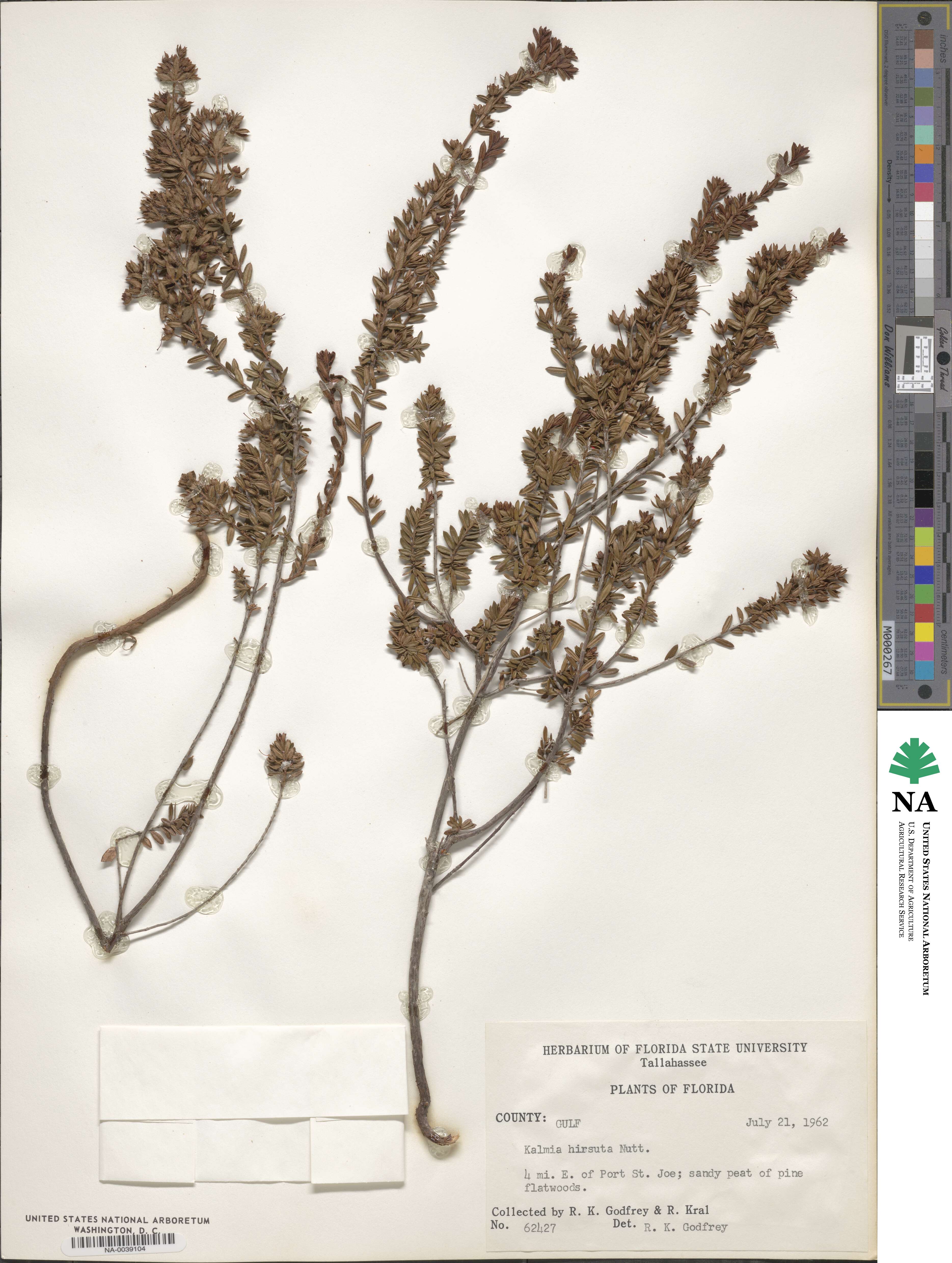 Kalmia hirsuta image