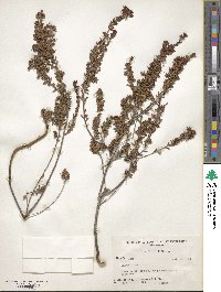 Kalmia hirsuta image