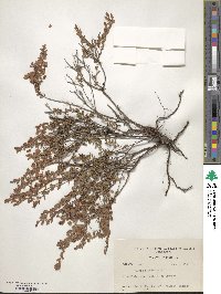 Kalmia hirsuta image