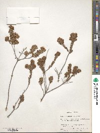 Kalmia hirsuta image