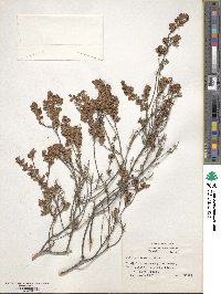Kalmia hirsuta image
