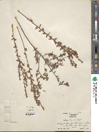 Kalmia hirsuta image