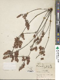 Kalmia hirsuta image