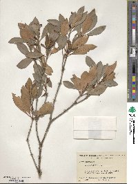 Kalmia latifolia image