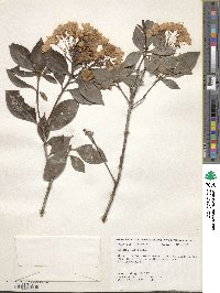 Kalmia latifolia image