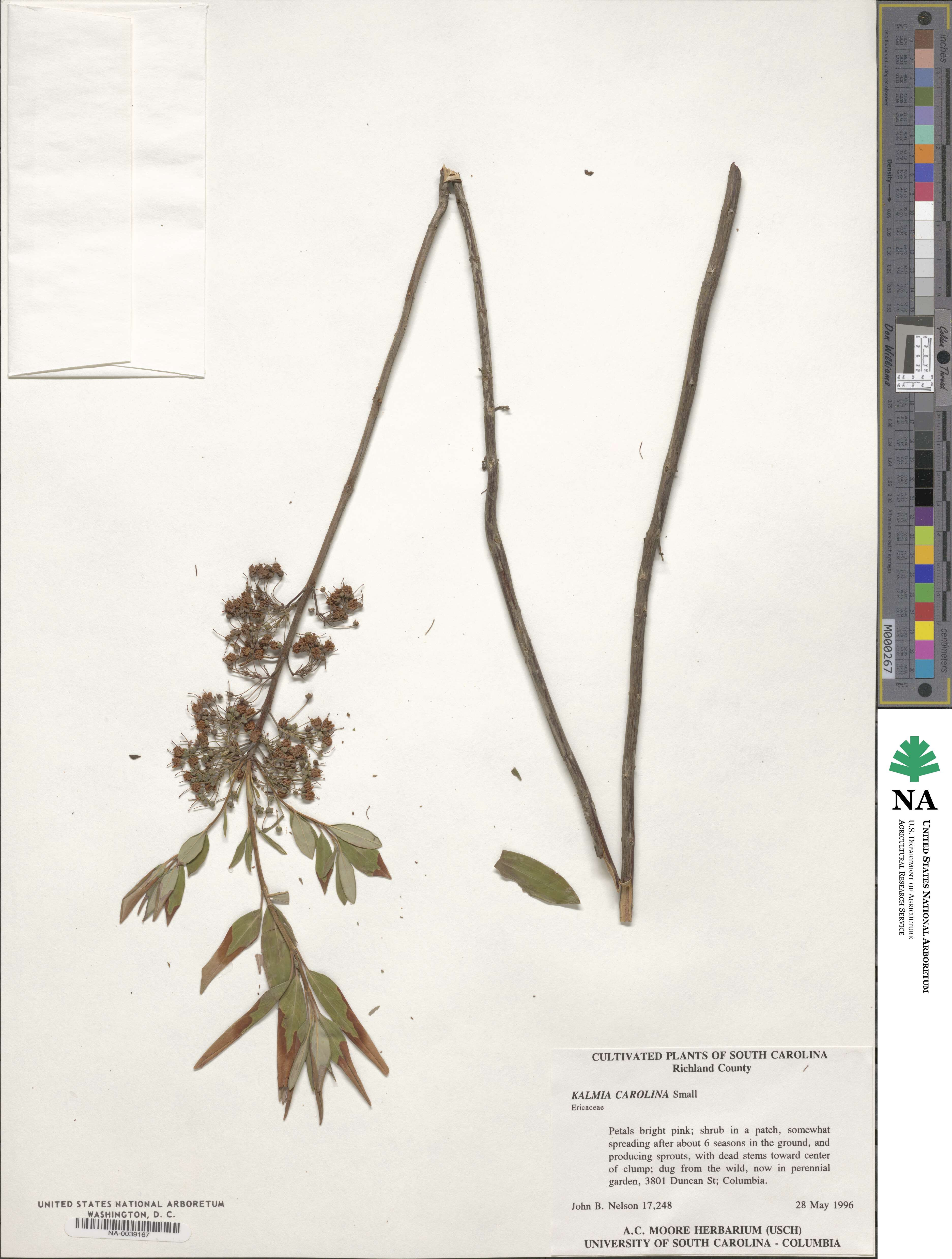 Kalmia angustifolia subsp. carolina image