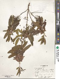 Kalmia angustifolia image