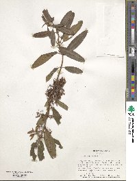 Kalmia angustifolia image