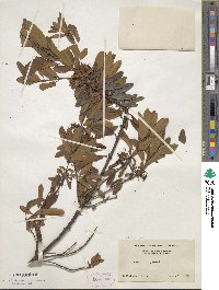 Kalmia angustifolia image