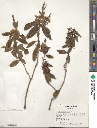 Kalmia angustifolia image