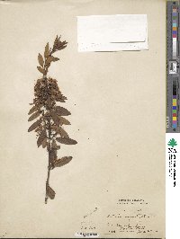 Kalmia angustifolia image