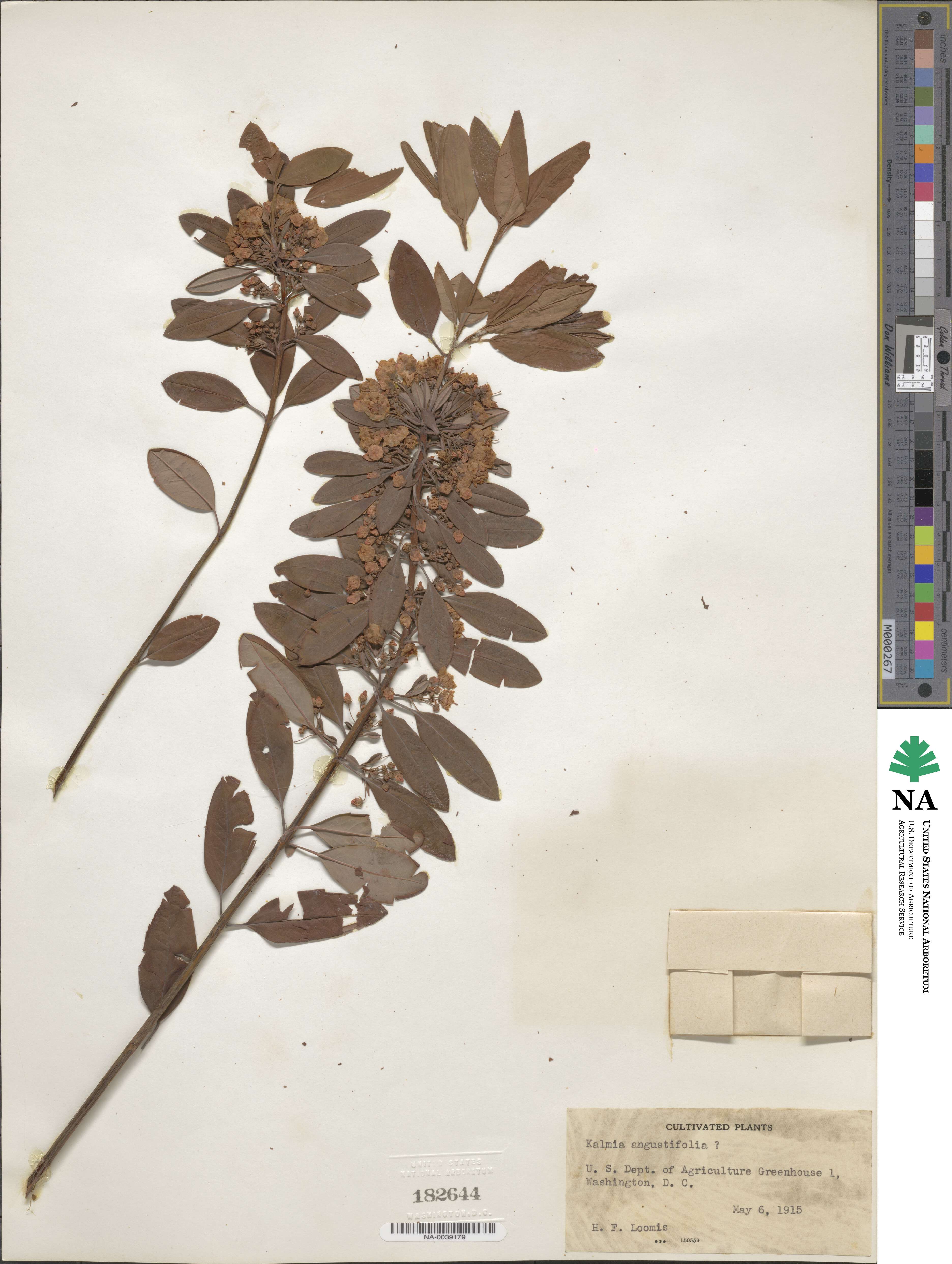 Kalmia angustifolia image