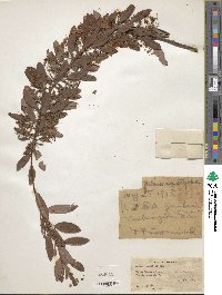 Kalmia angustifolia image