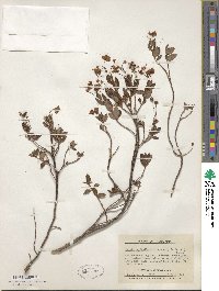 Kalmia microphylla image