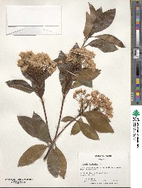 Kalmia latifolia image