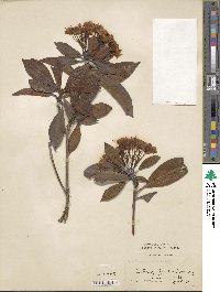 Kalmia latifolia image