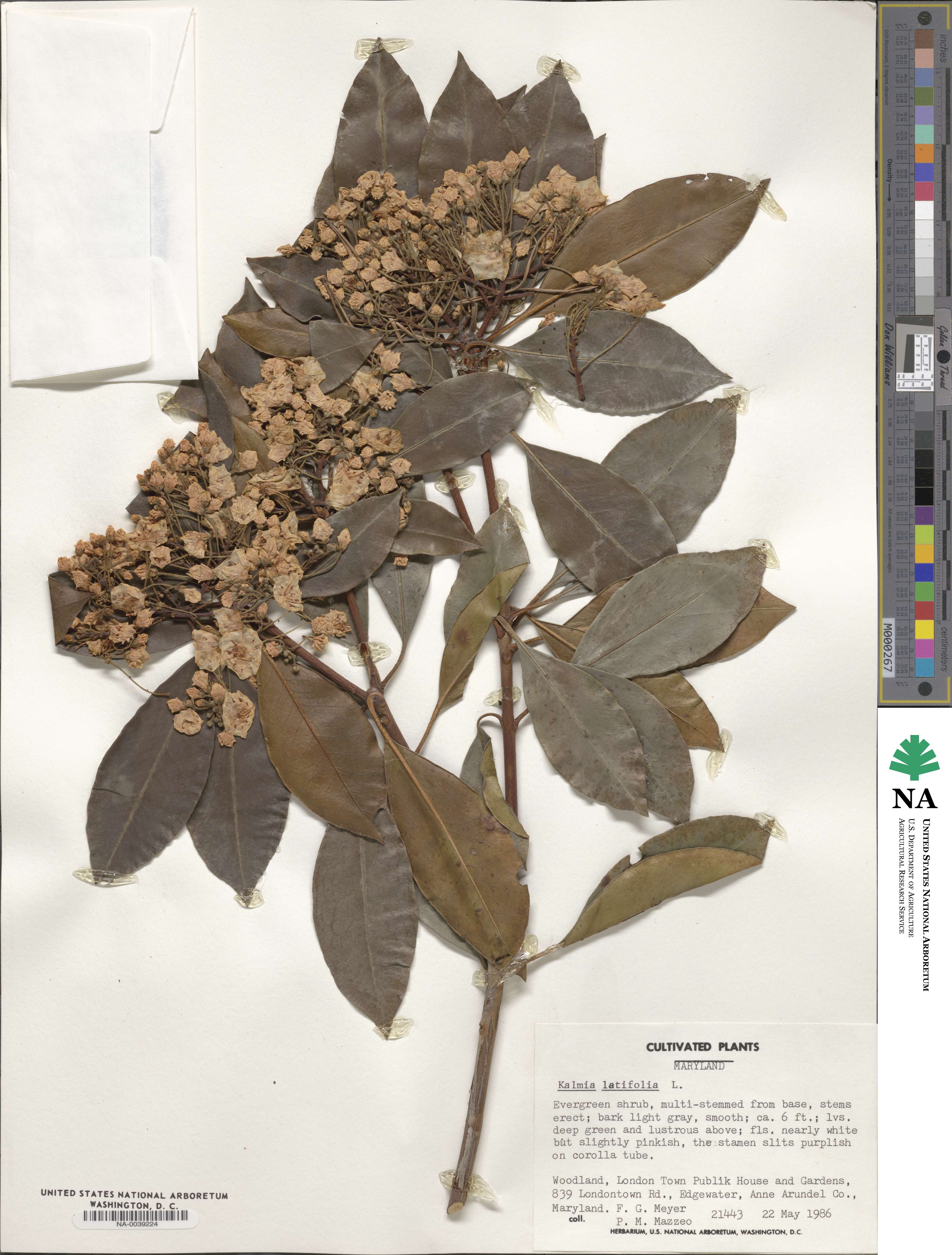 Kalmia latifolia image