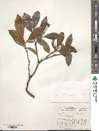 Kalmia latifolia image