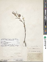 Andromeda polifolia image