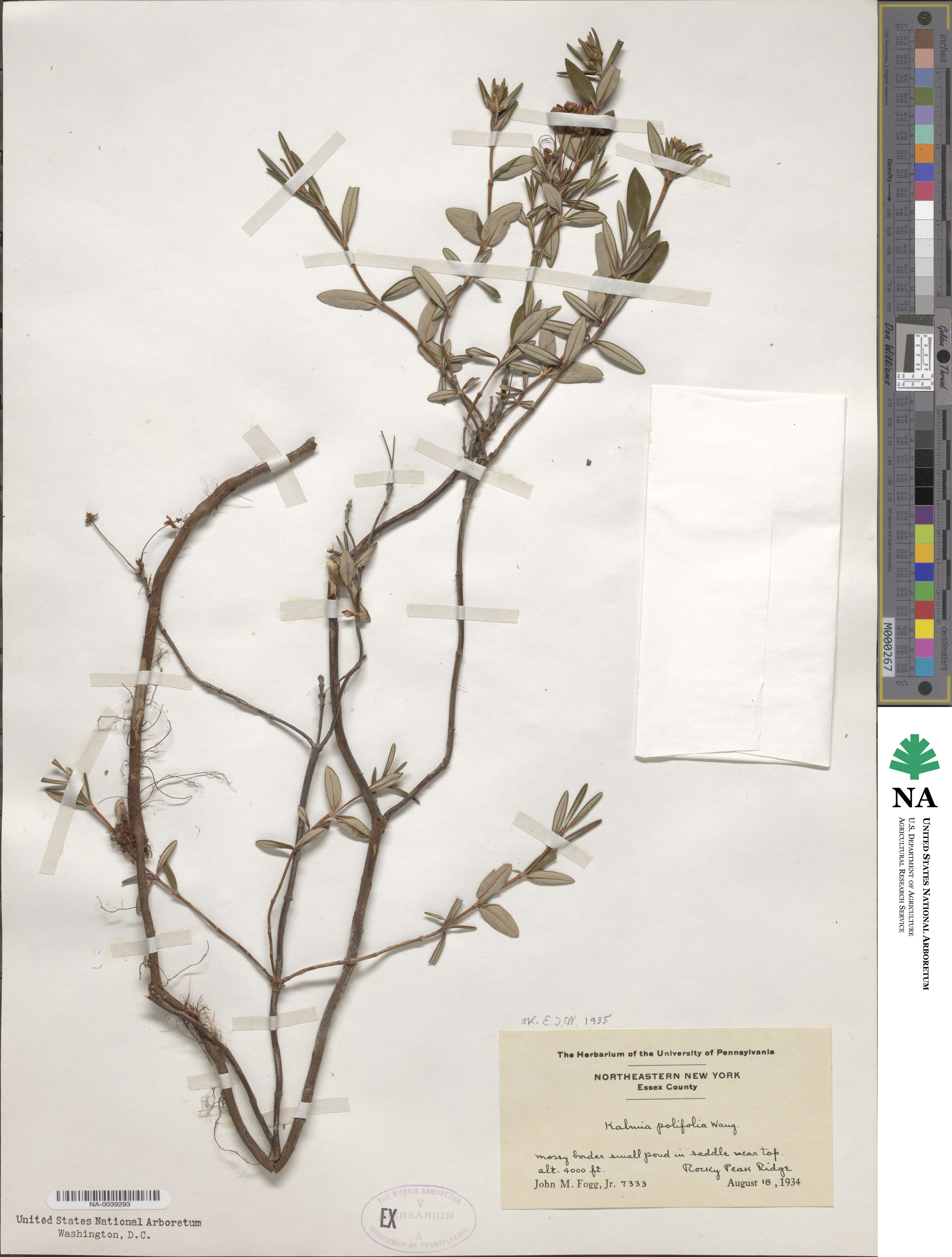 Kalmia polifolia image