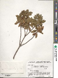 Kalmia polifolia image