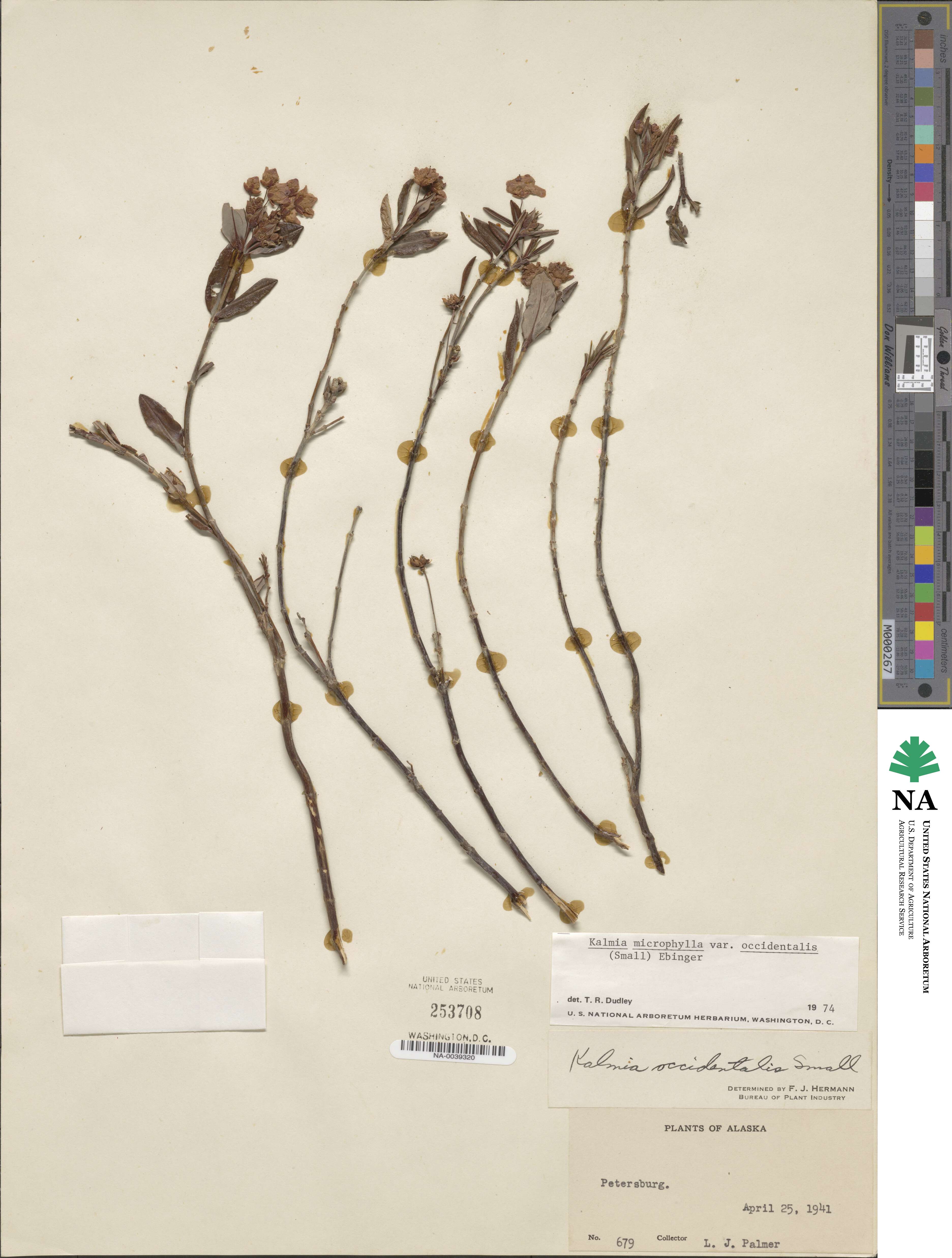 Kalmia microphylla image
