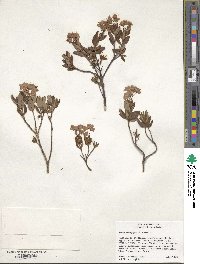 Kalmia microphylla image