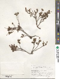 Kalmia microphylla image