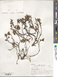 Kalmia microphylla image